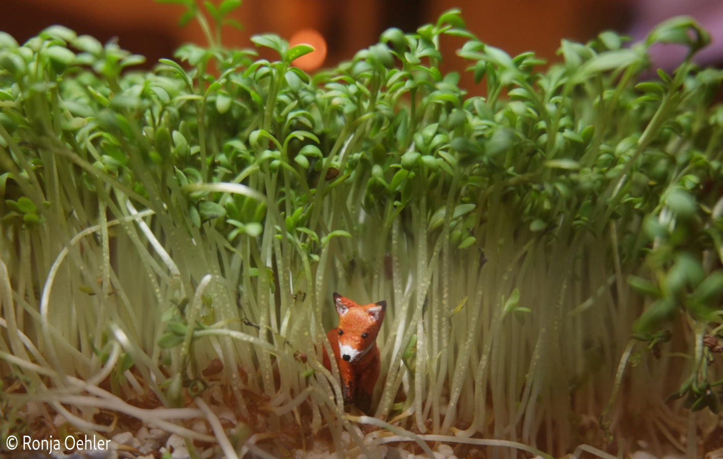 Kleiner Fuchs in einem Kressebeet
